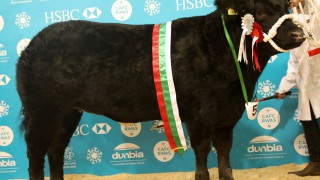 Sweet victory at Royal Welsh Winter Fair as ICandy clinches beef championship