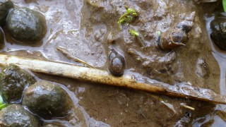 Researchers warn not to let dry summer cause Liver Fluke complacency