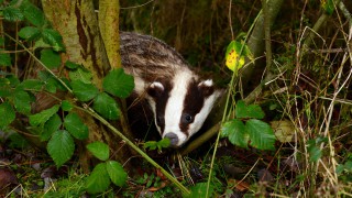 New badger research sheds light on why controlling TB has been so difficult
