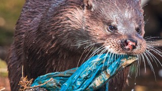 1,500 reports of animals caught in litter last year