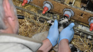 Rearing multiple lambs to be crucial to farm survival post-Brexit