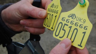 First NI farmer convicted for BVD-related movement offences