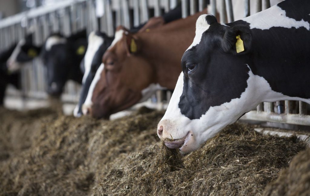 How can field beans be best included in dairy cow diets? Agriland.co.uk