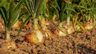 British onion crop yields fall by 40%