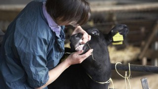 British livestock farmers warned of Bluetongue virus threat