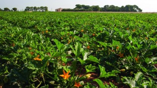 Pollination strips could be worth up to £3.6 million to the UK courgette crop