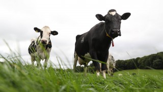 New figures show NI dairy has slashed emissions as production surges