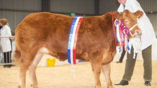 Newcomers and quality lead the way at the Winter Stock Festival