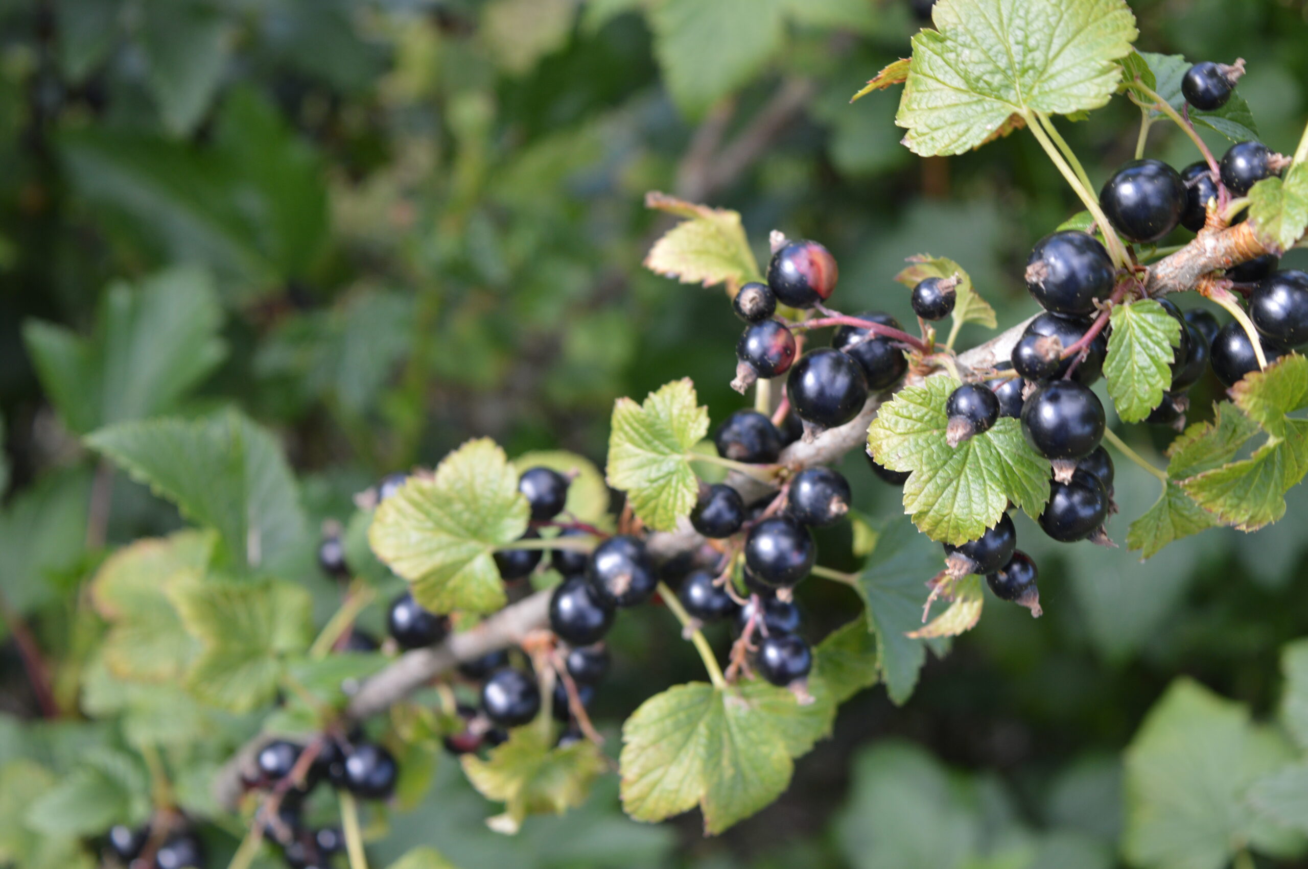How blackcurrants could become the next ‘superfood’ in UK stores