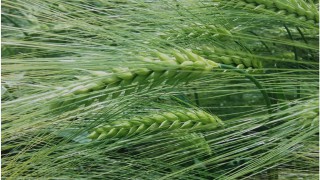 New Recommended Lists boasts exceptional disease resistance