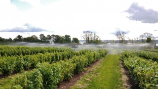 Warmer winters threaten UK blackcurrant farming