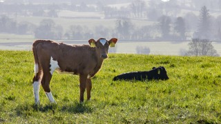 BVD rates fall 25% in Northern Ireland