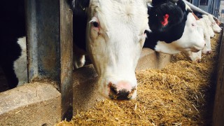 Bluetongue detected in cow imported from France
