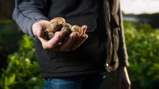 Meat, potatoes and dairy could tap into Halloween popularity