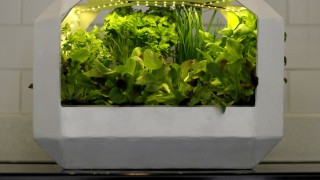 Agri-tech start-up LettUs Grow strikes new partnership