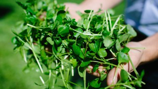 Inspiring a new audience for watercress