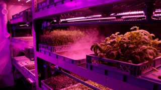 Innovative veg growing firm secures £1 million to build the farms of the future