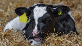 Netherlands calf-rearing study tour planned for NI farmers