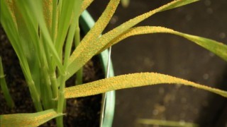 UPCPVS stakeholder event to reflect on cereal pathogen populations