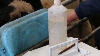 Pedigree ram nominations open for fifth year of RamCompare 