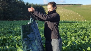 Brassica Day to offer advice on best practice on out-wintering