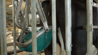 Dutch firm to test ‘cow toilets’ to cut farm ammonia emissions