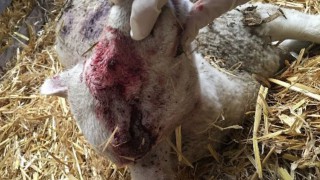 Dog owner convicted after puppy kills lambs
