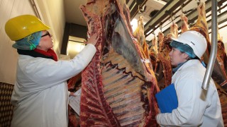 Welsh beef industry uses international techniques to train quality graders