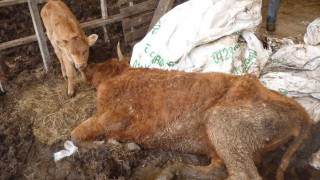 Inspectors find 58 carcasses on farm with extreme neglect