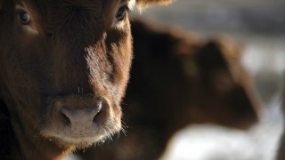 Vets and welfare body make joint call to end non-stun slaughter