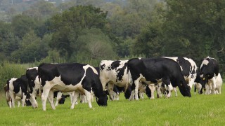 NI farm income crashes more than £100 million in a year