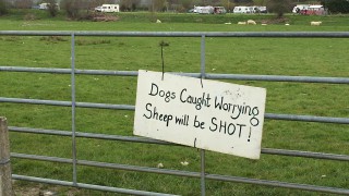 Cost of livestock attacks doubles to £285,000 in Wales