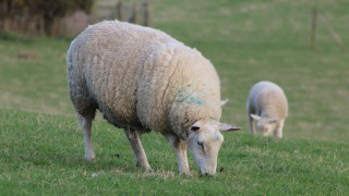 No-deal set to cost NI beef and sheep industry £230 million a year