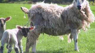 Sheep scab meeting to explore interest in NI eradication scheme