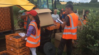 Growing champions in the next generation of fruit-pickers