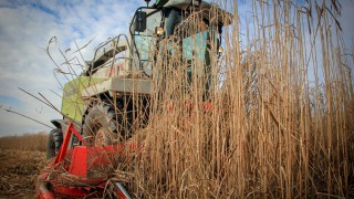 Suffolk open day to demonstrate Miscanthus diversification