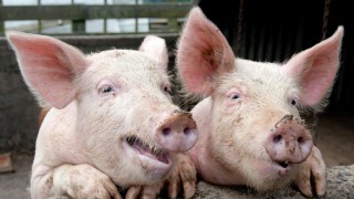 ‘Pigs R Us’ theme: Antibiotic reduction – no impact on production