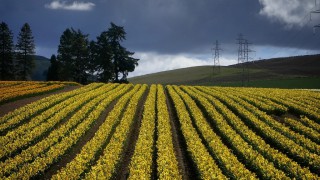 Scientists findings suggest daffodils could replace antibiotics in feed