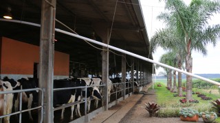 How a pig farmer made a splash into milk with Brazil’s first VMS robots