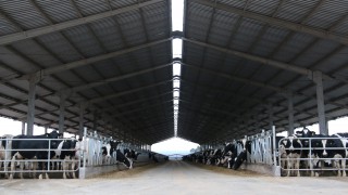 Hitting 1,000 cows in Brazil’s dairy capital