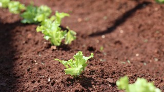 Field event to thresh out challenges and opportunities for sustainable farming