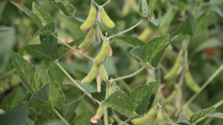 Following the trail: Where does the soya in your feed come from?