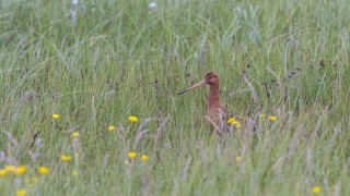 Environment groups must ‘take share of blame for curlew decline’