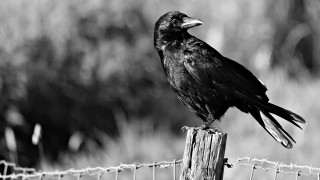 New general licence for controlling carrion crows comes into force