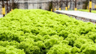 UK salad trial aims for year-round growth