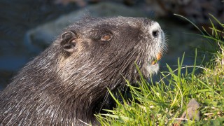 NFUS: Beaver protection focus must turn to management and licencing