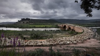 World’s best animal health photos unveiled…here’s how to check them out