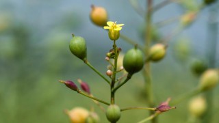 New 5-year GM field trial approved in UK