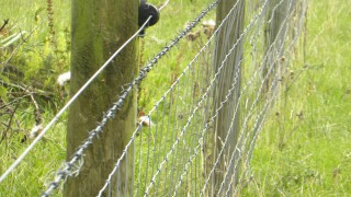 Fence post shortage causes delays to Environmental Farming Scheme