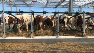 Cows arrive aboard ‘world’s first’ floating farm in Dutch city